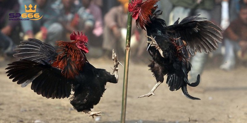 Đá Gà Peru SP666 - Sân Chơi Của Những Chiến Kê Tinh Nhuệ 2 Gà Peru nổi bật với khả năng chịu đòn và tốc độ đá ấn tượng.