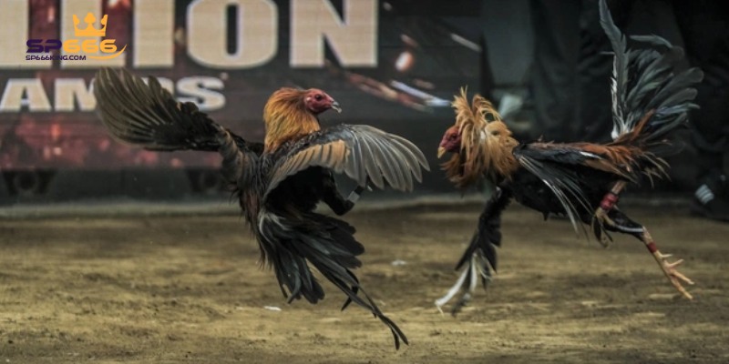 Đá Gà Peru SP666 - Sân Chơi Của Những Chiến Kê Tinh Nhuệ 3 Nắm bắt bí kíp để thu tiền đầy túi.