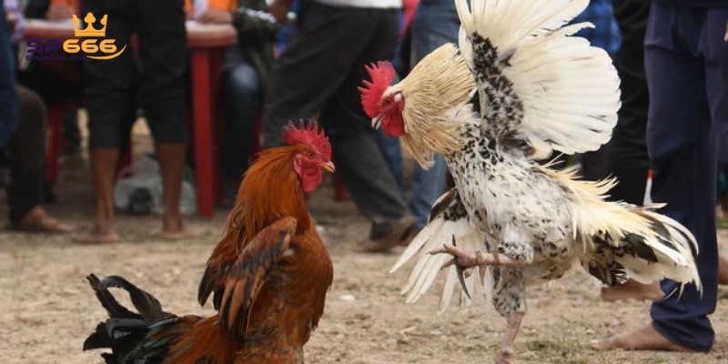 Sảnh Đá Gà SP666 Và Top 3 Sản Phẩm Nổi Bật Nhất Hiện Nay 2 Danh sách các nhà cung cấp tại Đá gà SP666