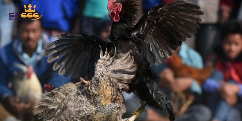 Sảnh Đá Gà SP666 Và Top 3 Sản Phẩm Nổi Bật Nhất Hiện Nay 3 Đá gà cựa sắt tạo cảm giác hồi hộp và có sức hút đặc biệt
