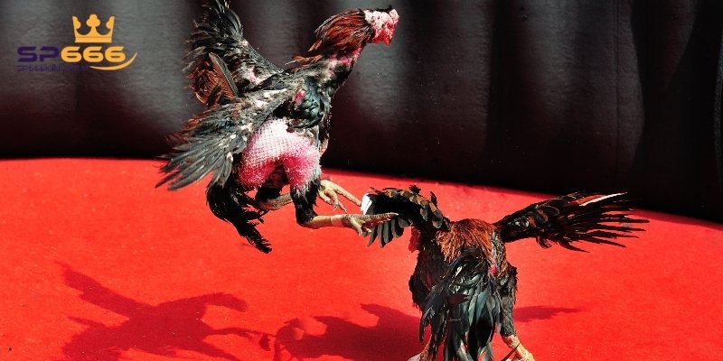 Đá Gà Trực Tiếp C1 Hấp Dẫn Với Những Trận Đấu Đỉnh Cao 1 Thông tin tổng quan về đá gà trực tiếp C1