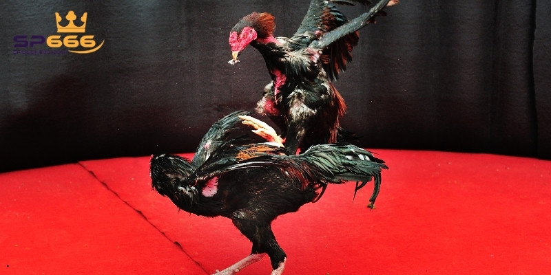 Đá Gà Trực Tiếp C1 Hấp Dẫn Với Những Trận Đấu Đỉnh Cao 2 Luật chơi đá gà tại SP666