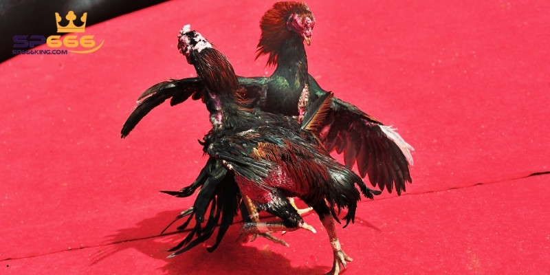 Đá Gà Trực Tiếp C1 Hấp Dẫn Với Những Trận Đấu Đỉnh Cao 3 5 mẹo khi tham gia đá gà trực tiếp C1 của chuyên gia