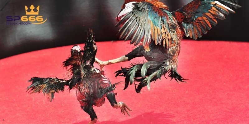 Đá Gà Trực Tiếp C2 - Trò Chơi Cá Cược Đổi Thưởng Hấp Dẫn 1 Tìm hiểu những thông tin tổng quan về đá gà trực tiếp C2