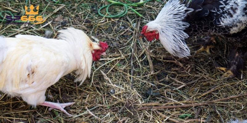 Đá Gà Trực Tiếp C2 - Trò Chơi Cá Cược Đổi Thưởng Hấp Dẫn 3 Lý do đá gà trực tuyến được nhiều người lựa chọn